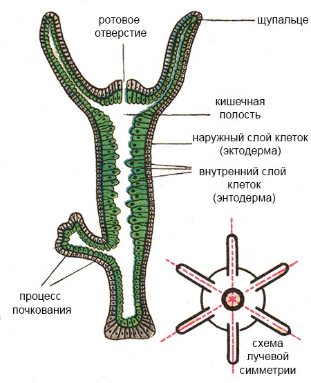 Где взять ссылку на кракен