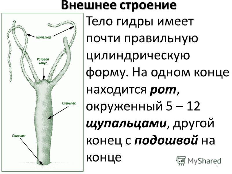 Kra37at